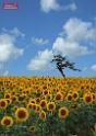 sky_tree_sunflower-composed copy